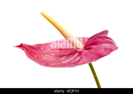 Stumpf magenta anthurium Blumen auf weißem Hintergrund Stockfoto