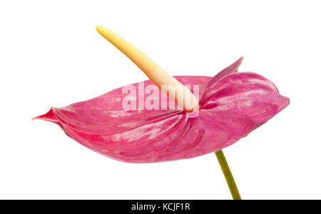 Stumpf magenta anthurium Blumen auf weißem Hintergrund Stockfoto