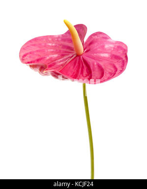 Stumpf magenta anthurium Blumen auf weißem Hintergrund Stockfoto