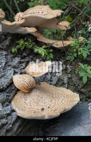 Die dryaden Sattel Pilz: polyporus squamosus. Auf gefallene Eiche. Surrey, Großbritannien. Stockfoto