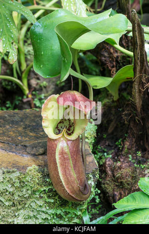 Fleischfressende Pflanze (oder Pictcher Affe Cup) Nepenthes robcantleyi. Botanischer Garten, Surrey, Großbritannien. Stockfoto