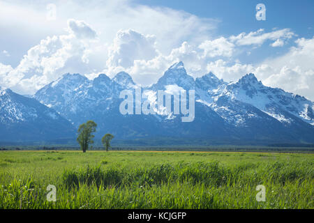 Grand Teton Bergkette oben grasartige Felder in Wyoming, USA Stockfoto