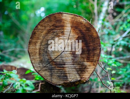 Holz Textur, in der Nähe geschnitten Baum im Wald, Luxemburg Stockfoto