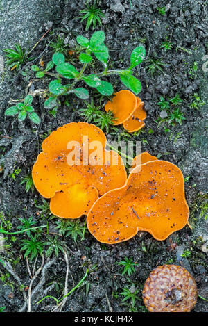 Orange Peel Pilz (aleuria aurantia/peziza Aurantia) im Herbst Wald Stockfoto
