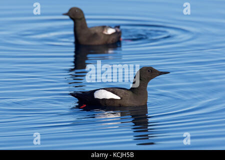 Zwei Gryllteisten/tysties (cepphus Grylle) in Zucht Gefieder schwimmen im Meer Stockfoto