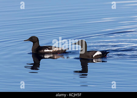 Zwei Gryllteisten/tysties (cepphus Grylle) in Zucht Gefieder schwimmen im Meer Stockfoto