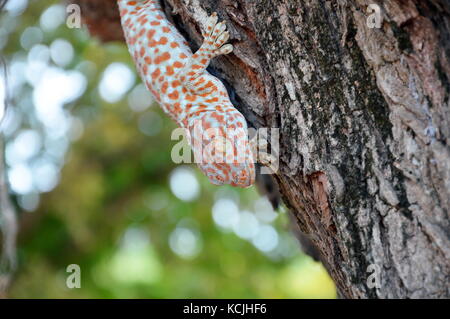 Green Gecko hängt am Baum Stockfoto