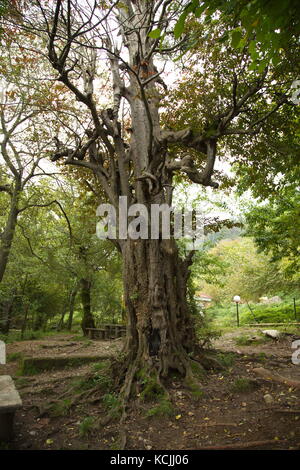 Alter Baum Stockfoto