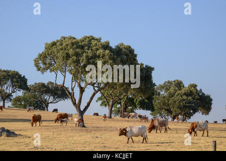 Korkeichen an Nossa Sra. de Guadalupe, Alentejo, Portugal Stockfoto