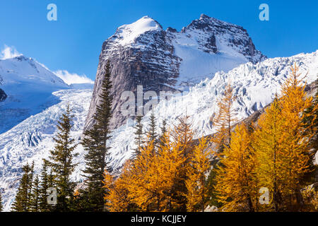 Der Hund Zahn und die Séracs des Bugaboo Gletscher oben fallen Lärchen in Bugaboo Provincial Park, Purcell, British Columbia, Kanada. Stockfoto