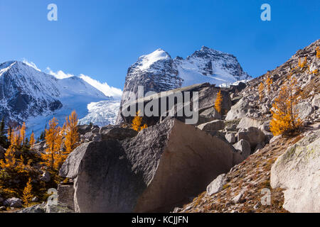 Der Hund Zahn und die Séracs des Bugaboo Gletscher oben fallen Lärchen in Bugaboo Provincial Park, Purcell, British Columbia, Kanada. Stockfoto