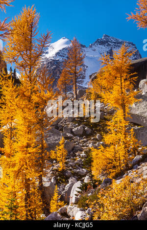 Der Hund Zahn und die Séracs des Bugaboo Gletscher oben fallen Lärchen in Bugaboo Provincial Park, Purcell, British Columbia, Kanada. Stockfoto