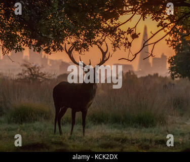 London, Großbritannien. 6. Okt, 2017. de Wetter. am Freitag, den 6. Oktober, bei Sonnenaufgang, ein Rotwild Hirsch struts in Richmond Park, mit der Ikonischen shard Gebäude Piercing der Himmel im Hintergrund. Um Oktober, das Rotwild Brunft beginnt und Aktivität verstärkt während dieser Zeit.london Richmond Park ist einer der wenigen Orte, an denen Menschen in der Lage sind, Zeugnis dieser Aktivität schließen oben. Credit: talvinder Chohan/alamy leben Nachrichten Stockfoto