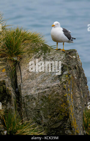 Kelp Möwe (Larus dominicanus) auf einem Felsen auf Südgeorgien Insel thront. Stockfoto