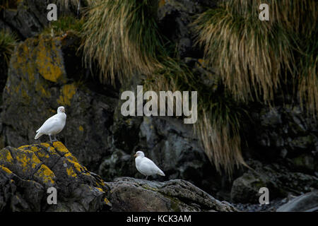 Snowy Chionis Sheathbill, Albus, South Georgia Island. Stockfoto