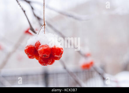 Verschneite Bündel Mountain Ash mit roten Beeren im Winter Hintergrund mit kopieren. Stockfoto