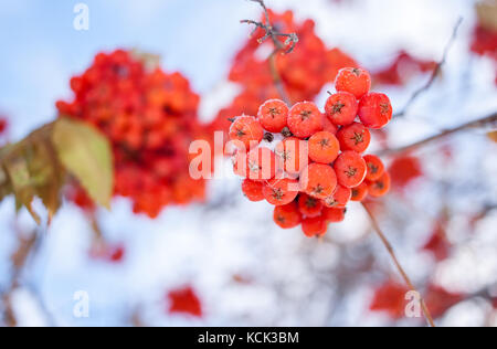 Ansicht von unten Close-up auf Trauben von Rowan mit reife rote Beeren. Stockfoto