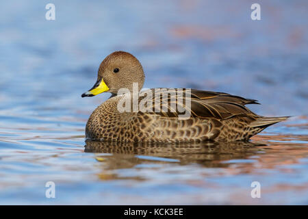 South Georgia Pintail (Anas georgica georgica) Schwimmen im Meer in der Nähe von South Georgia Island. Stockfoto