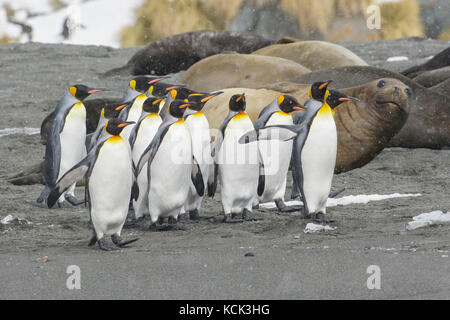 Königspinguin, Aptenodytes patagonicus mit großen Elephant seal, Mirounga leonina angustirostris in den Boden zurück Stockfoto