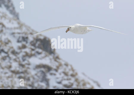 Southern Giant Petrel (Macronectes giganteus) fliegen über den Ozean auf der Suche nach Nahrung in der Nähe von South Georgia Island. Stockfoto