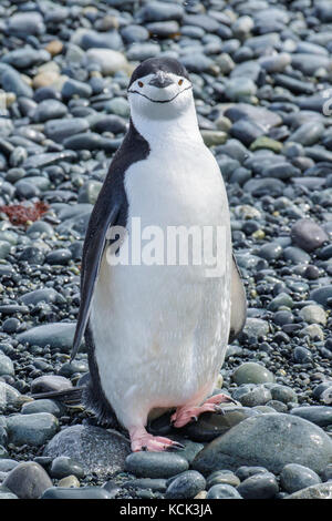 Zügelpinguin (Pygoscelis antarcticus) auf einem felsigen Strand auf Südgeorgien Insel thront. Stockfoto