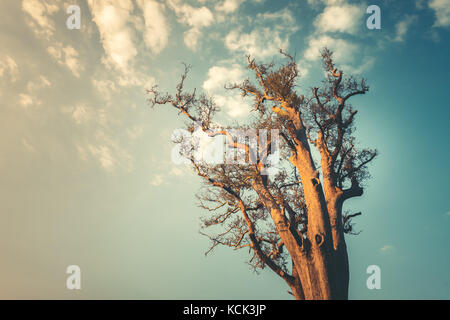 Lonley Baum auf sauberen blauen Himmel Hintergrund Stockfoto