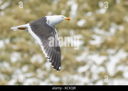 Kelp Möwe (Larus dominicanus) Fliegen über South Georgia Island. Stockfoto