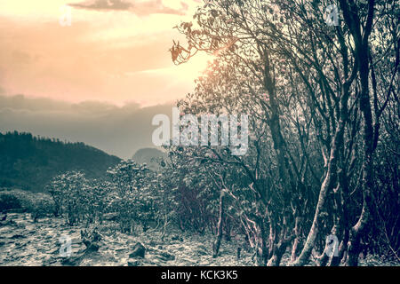 Feder Misty Mountain Landschaft mit Rhododendren Stockfoto