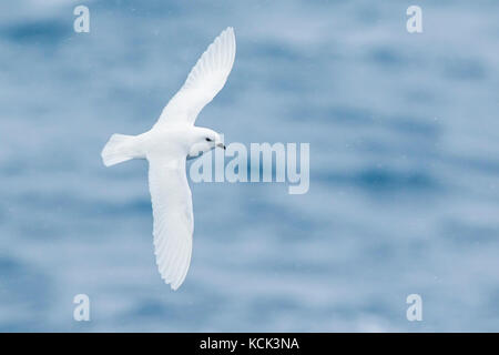 Schnee Petrel (Pagodroma Nivea) fliegen über den Ozean auf der Suche nach Nahrung in der Nähe von South Georgia Island. Stockfoto