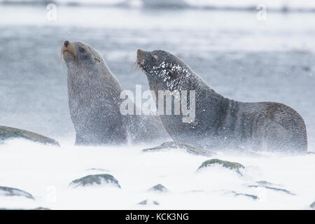 Fur Seal, Arctocephalus tropicalis mitgeführt und an einem verschneiten Strand, Stockfoto