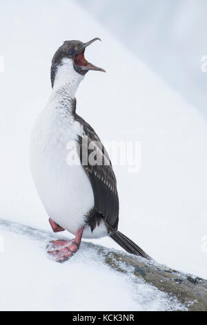 South Georgia Shag (Dendrocopos georgianus) auf Schnee auf South Georgia Island. Stockfoto