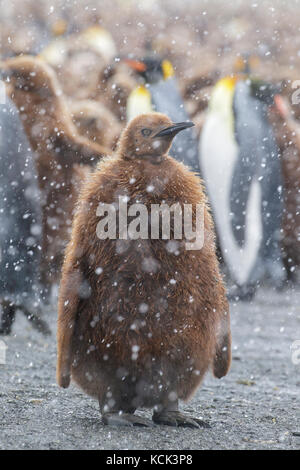 Große Kolonie der Königspinguine (Aptenodytes patagonicus) auf einem felsigen Strand auf South Georgia Island gesammelt. Stockfoto