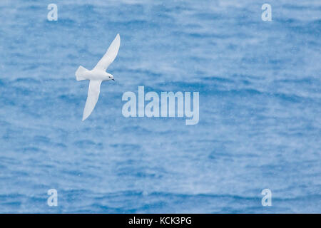 Schnee Petrel (Pagodroma Nivea) fliegen über den Ozean auf der Suche nach Nahrung in der Nähe von South Georgia Island. Stockfoto