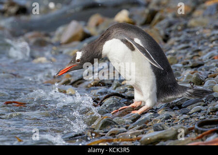 Gentoo Pinguin (Pygoscelis papua) auf einem felsigen Strand auf Südgeorgien Insel thront. Stockfoto