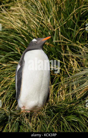 Gentoo Pinguin (Pygoscelis papua) auf tussock Gras auf Südgeorgien Insel thront. Stockfoto