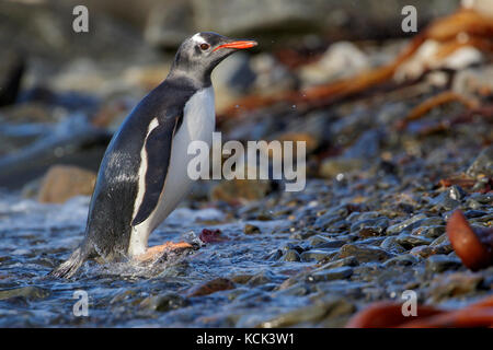 Gentoo Pinguin (Pygoscelis papua) auf einem felsigen Strand auf Südgeorgien Insel thront. Stockfoto