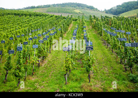 Reben wachsen an der Mosel, Deutschland Stockfoto