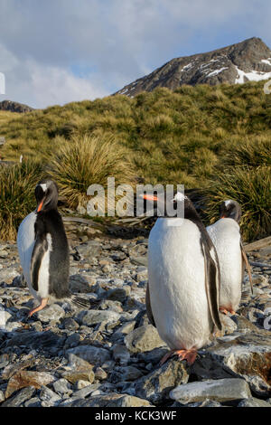 Gentoo Pinguin (Pygoscelis papua) auf einem felsigen Strand auf Südgeorgien Insel thront. Stockfoto