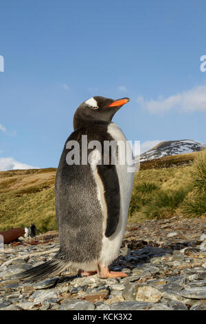 Gentoo Pinguin (Pygoscelis papua) auf einem felsigen Strand auf Südgeorgien Insel thront. Stockfoto