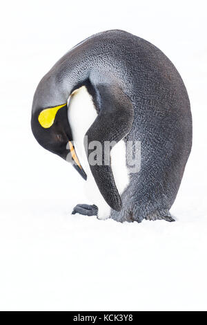 Königspinguin (Aptenodytes patagonicus) auf einem felsigen Strand auf Südgeorgien Insel thront. Stockfoto