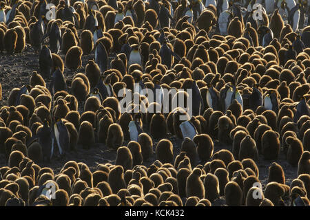 Große Kolonie der Königspinguine (Aptenodytes patagonicus) auf einem felsigen Strand auf South Georgia Island gesammelt. Stockfoto