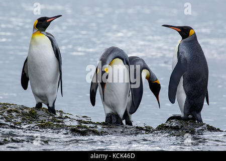 Königspinguin (Aptenodytes patagonicus) auf einem felsigen Strand auf Südgeorgien Insel thront. Stockfoto