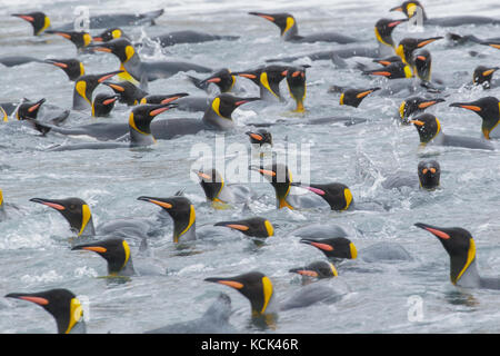 Königspinguin (Aptenodytes patagonicus) Schwimmen im Meer in der Nähe von South Georgia Island. Stockfoto