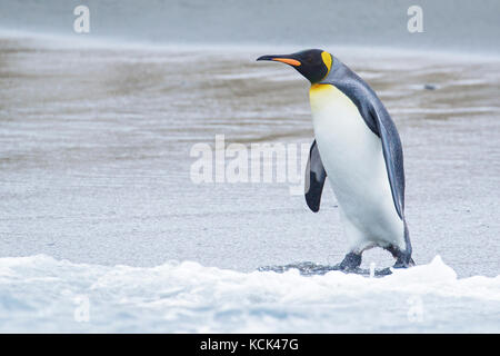 Königspinguin (Aptenodytes patagonicus) auf einem felsigen Strand auf Südgeorgien Insel thront. Stockfoto