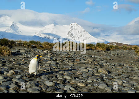 Königspinguin (Aptenodytes patagonicus) auf einem felsigen Strand auf Südgeorgien Insel thront. Stockfoto