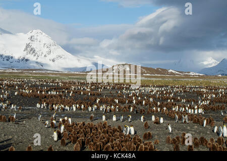 Große Kolonie der Königspinguine (Aptenodytes patagonicus) auf einem felsigen Strand auf South Georgia Island gesammelt. Stockfoto