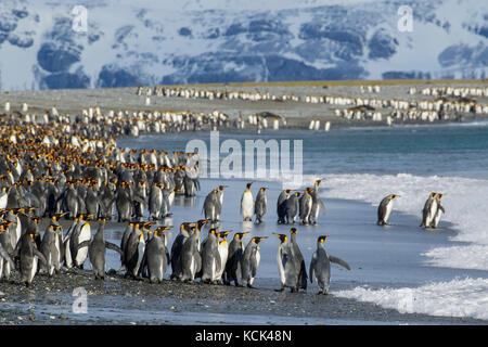 Große Kolonie der Königspinguine (Aptenodytes patagonicus) auf einem felsigen Strand auf South Georgia Island gesammelt. Stockfoto