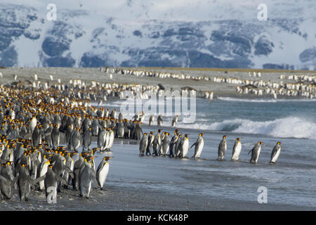 Große Kolonie der Königspinguine (Aptenodytes patagonicus) auf einem felsigen Strand auf South Georgia Island gesammelt. Stockfoto