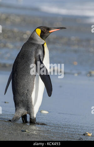 Königspinguin (Aptenodytes patagonicus) auf einem felsigen Strand auf Südgeorgien Insel thront. Stockfoto