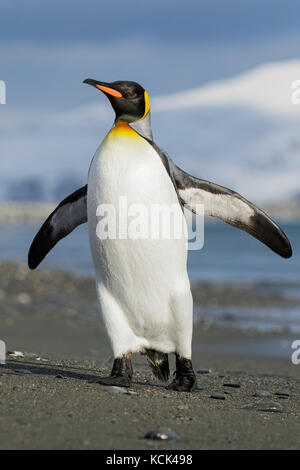 Königspinguin (Aptenodytes patagonicus) auf einem felsigen Strand auf Südgeorgien Insel thront. Stockfoto